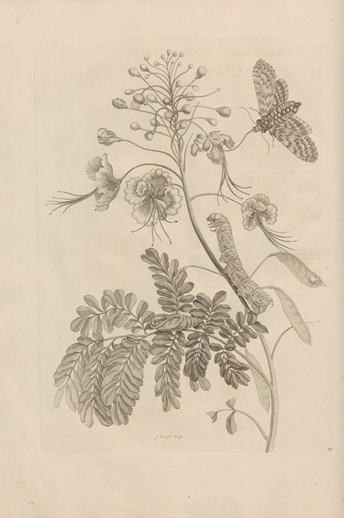 Dissertatio de generatione et metamorphosibus insectorum surinamensium Pl.45