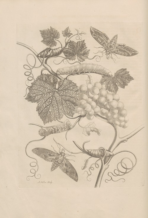 Dissertatio de generatione et metamorphosibus insectorum surinamensium Pl.47