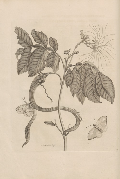 Dissertatio de generatione et metamorphosibus insectorum surinamensium Pl.51
