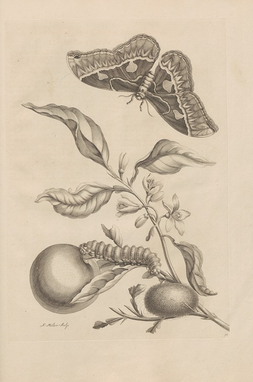 Dissertatio de generatione et metamorphosibus insectorum surinamensium Pl.52