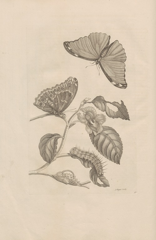 Dissertatio de generatione et metamorphosibus insectorum surinamensium Pl.53