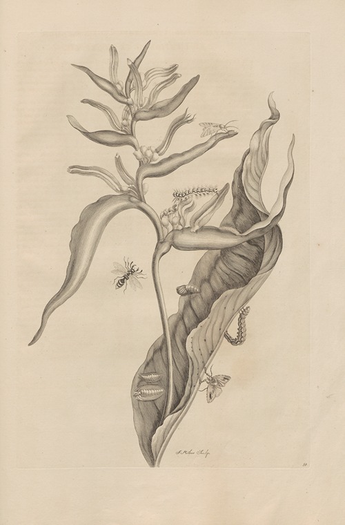 Dissertatio de generatione et metamorphosibus insectorum surinamensium Pl.54