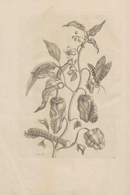 Dissertatio de generatione et metamorphosibus insectorum surinamensium Pl.55