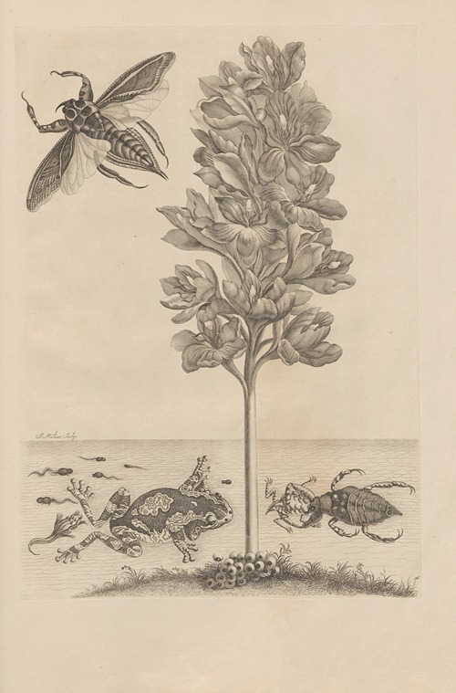 Dissertatio de generatione et metamorphosibus insectorum surinamensium Pl.56