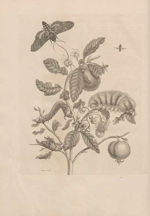 Dissertatio de generatione et metamorphosibus insectorum surinamensium Pl.57