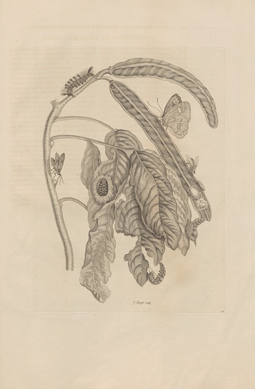 Dissertatio de generatione et metamorphosibus insectorum surinamensium Pl.58