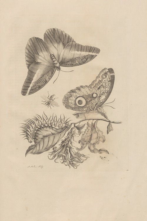 Dissertatio de generatione et metamorphosibus insectorum surinamensium Pl.60