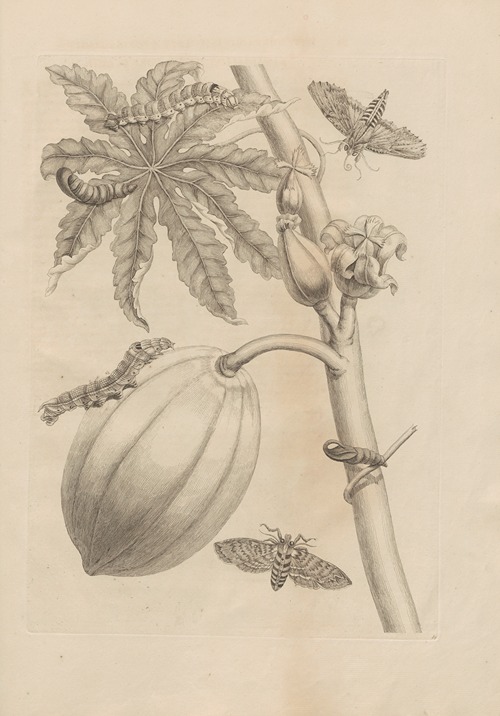 Dissertatio de generatione et metamorphosibus insectorum surinamensium Pl.64