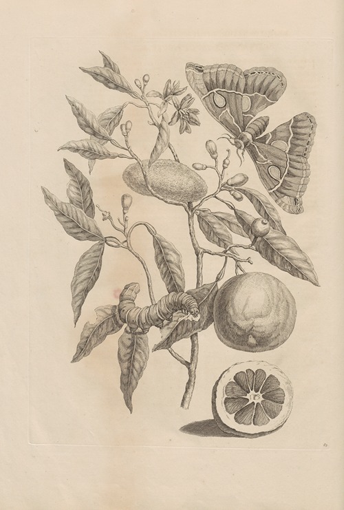 Dissertatio de generatione et metamorphosibus insectorum surinamensium Pl.65