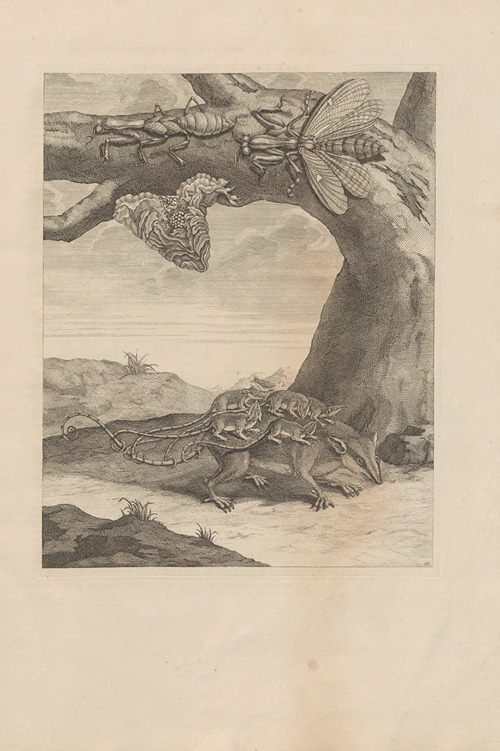 Dissertatio de generatione et metamorphosibus insectorum surinamensium Pl.66