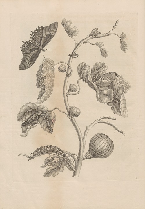 Dissertatio de generatione et metamorphosibus insectorum surinamensium Pl.67