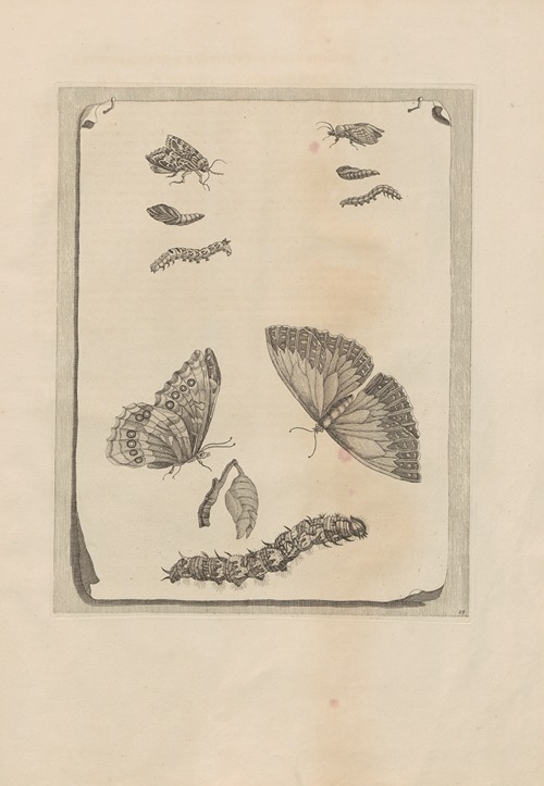 Dissertatio de generatione et metamorphosibus insectorum surinamensium Pl.68