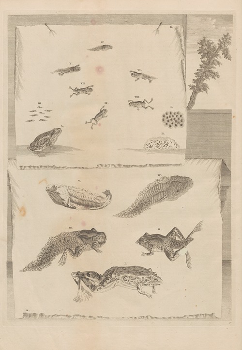 Dissertatio de generatione et metamorphosibus insectorum surinamensium Pl.71