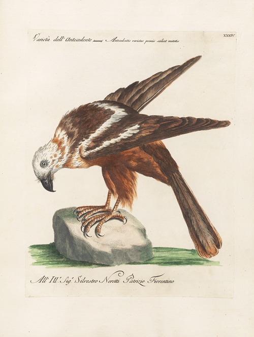 Ornithologia methodice digesta Pl.034