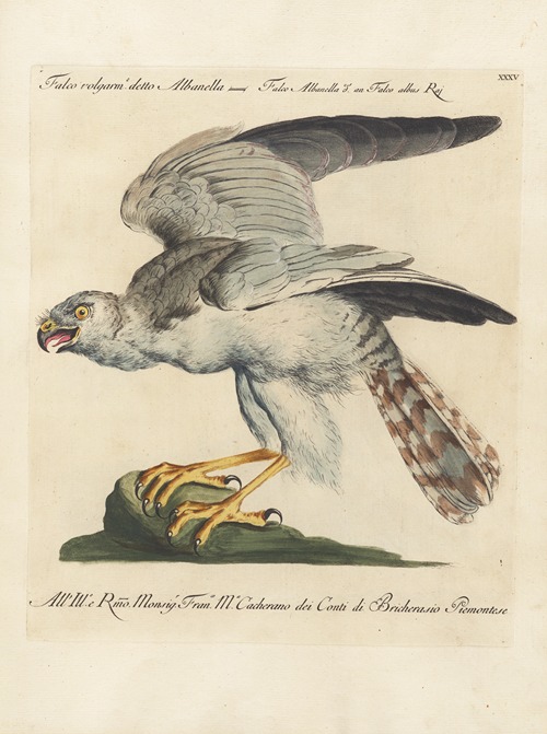 Ornithologia methodice digesta Pl.035
