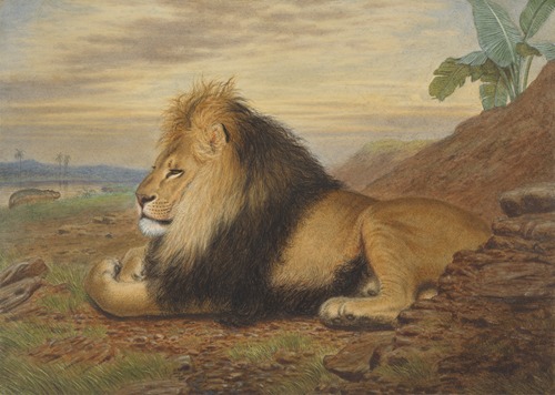 A Lion