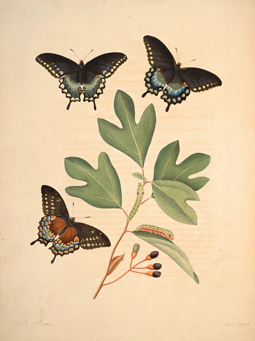 The natural history of the rarer lepidopterous insects of Georgia Pl.002