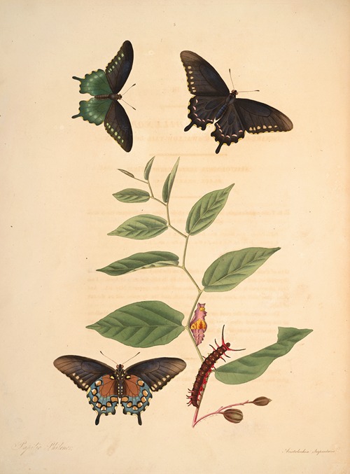 The natural history of the rarer lepidopterous insects of Georgia Pl.003