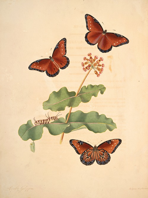 The natural history of the rarer lepidopterous insects of Georgia Pl.007