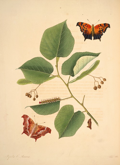 The natural history of the rarer lepidopterous insects of Georgia Pl.011
