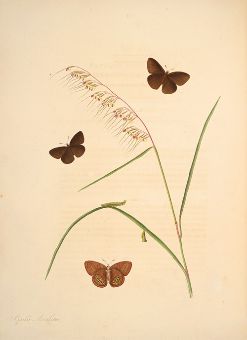 The natural history of the rarer lepidopterous insects of Georgia Pl.013
