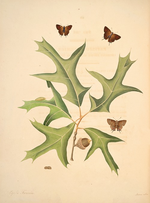 The natural history of the rarer lepidopterous insects of Georgia Pl.014