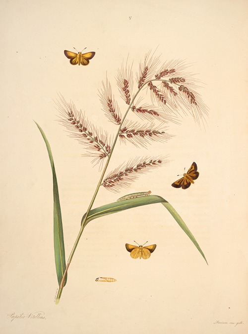 The natural history of the rarer lepidopterous insects of Georgia Pl.017