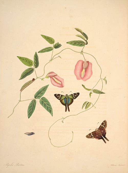 The natural history of the rarer lepidopterous insects of Georgia Pl.018