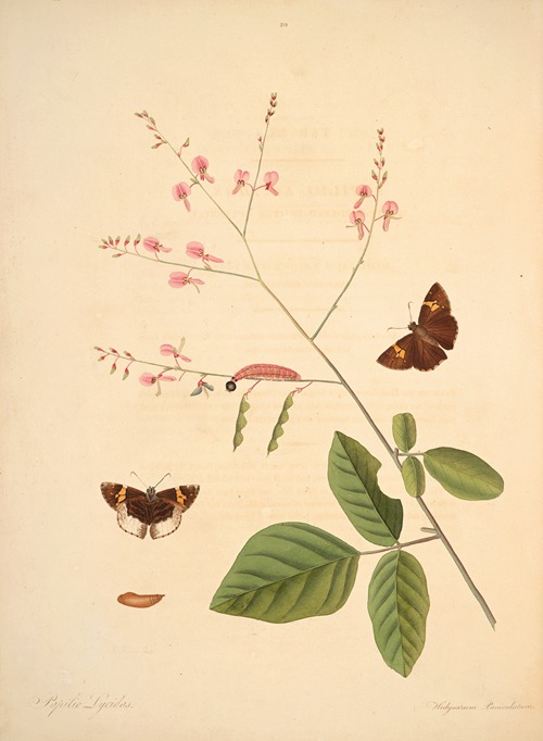 The natural history of the rarer lepidopterous insects of Georgia Pl.020