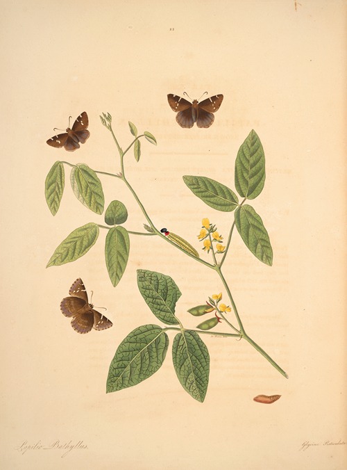 The natural history of the rarer lepidopterous insects of Georgia Pl.022