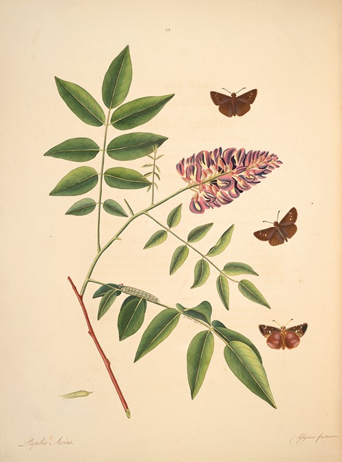 The natural history of the rarer lepidopterous insects of Georgia Pl.023