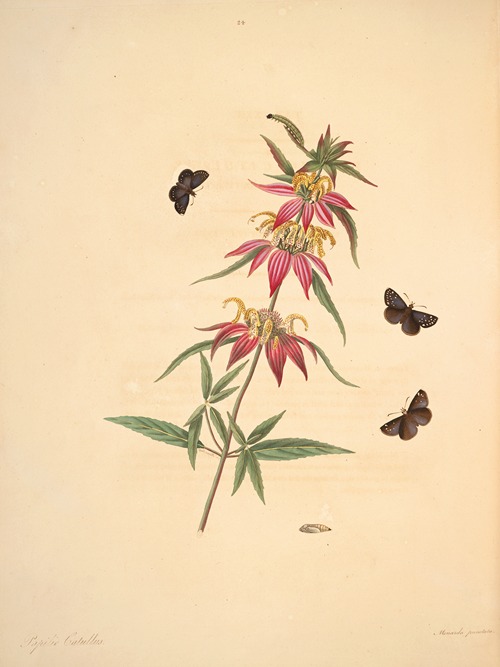 The natural history of the rarer lepidopterous insects of Georgia Pl.024