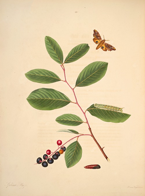 The natural history of the rarer lepidopterous insects of Georgia Pl.026
