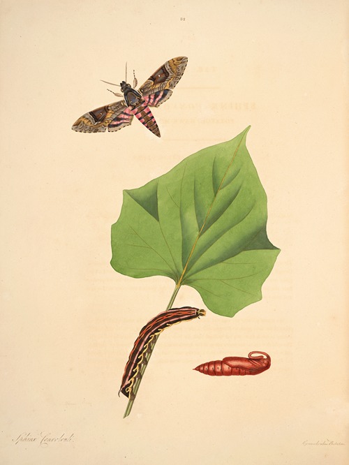 The natural history of the rarer lepidopterous insects of Georgia Pl.032