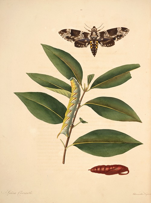 The natural history of the rarer lepidopterous insects of Georgia Pl.034