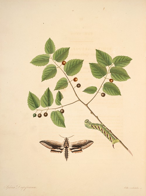 The natural history of the rarer lepidopterous insects of Georgia Pl.036