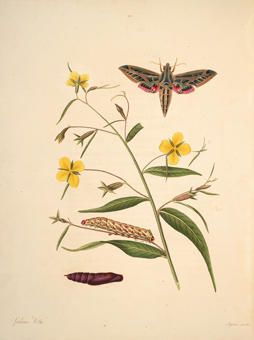 The natural history of the rarer lepidopterous insects of Georgia Pl.040