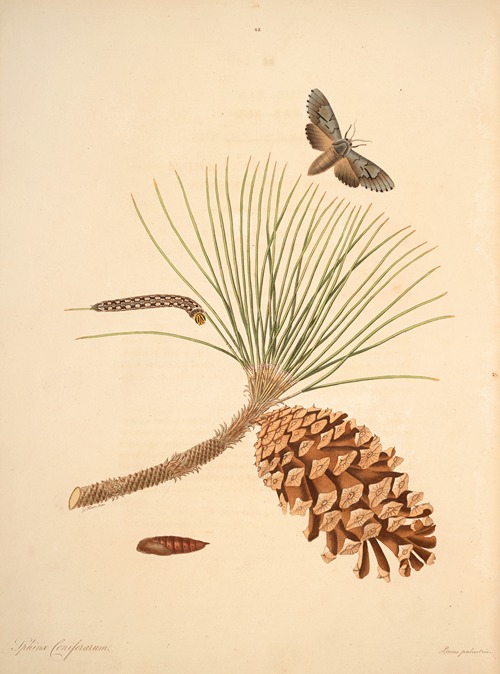 The natural history of the rarer lepidopterous insects of Georgia Pl.042