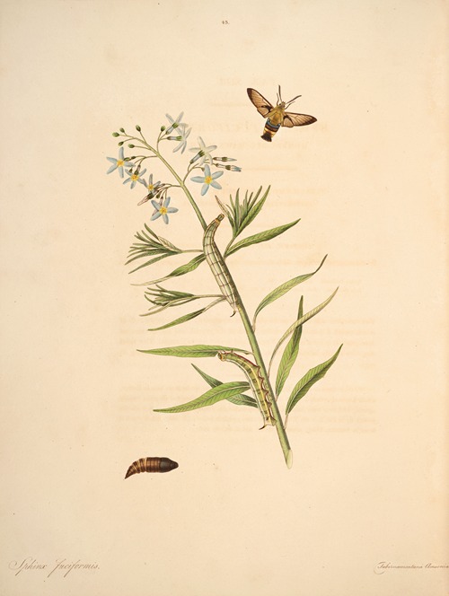 The natural history of the rarer lepidopterous insects of Georgia Pl.043