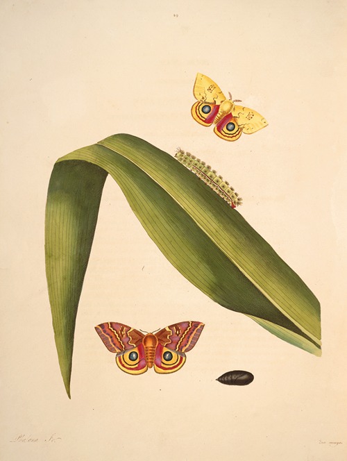 The natural history of the rarer lepidopterous insects of Georgia Pl.049