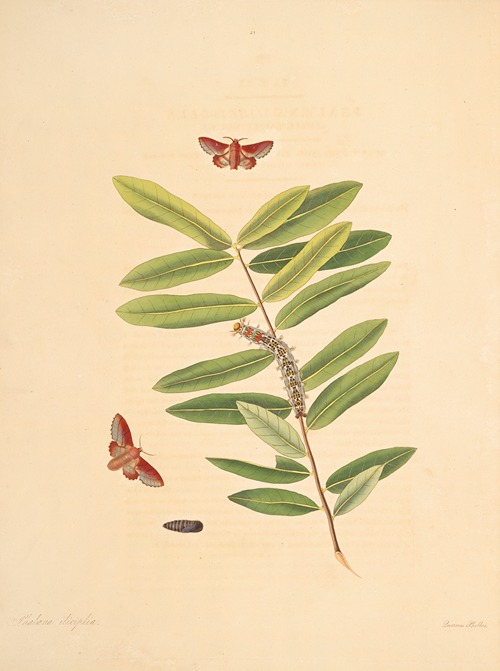The natural history of the rarer lepidopterous insects of Georgia Pl.051