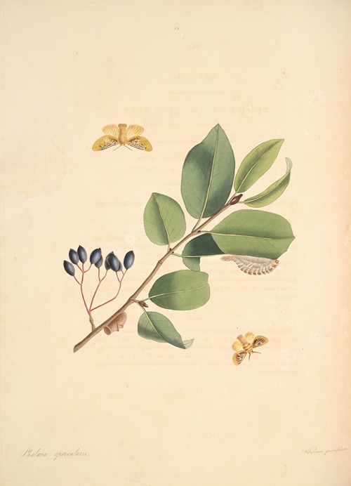 The natural history of the rarer lepidopterous insects of Georgia Pl.053