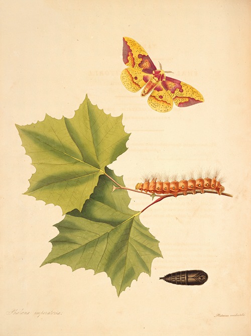 The natural history of the rarer lepidopterous insects of Georgia Pl.055