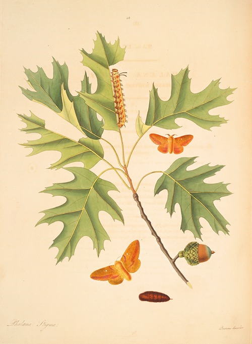 The natural history of the rarer lepidopterous insects of Georgia Pl.056