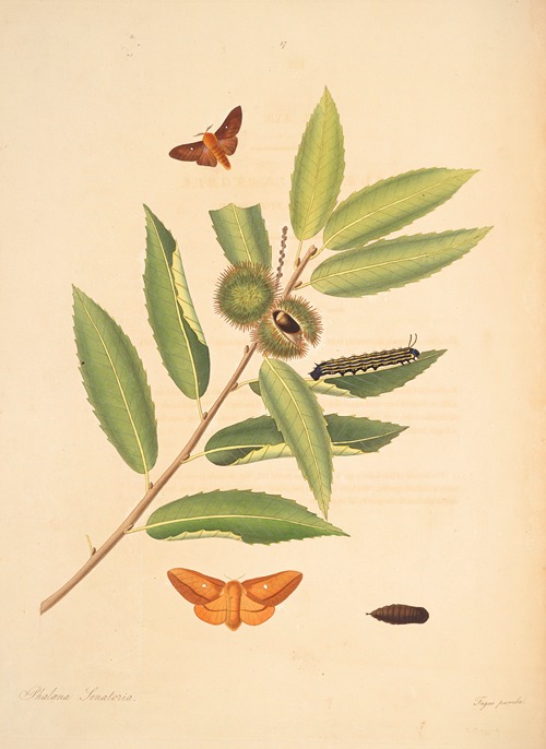 The natural history of the rarer lepidopterous insects of Georgia Pl.057