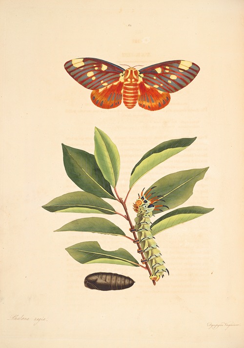 The natural history of the rarer lepidopterous insects of Georgia Pl.061