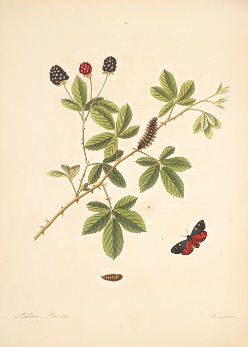 The natural history of the rarer lepidopterous insects of Georgia Pl.065