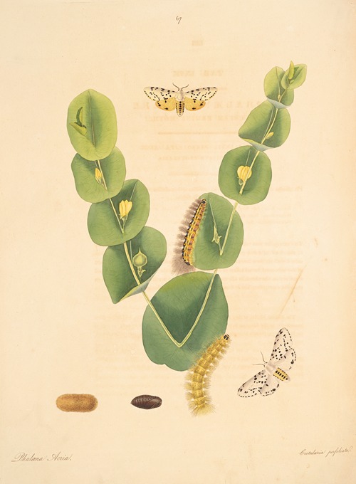 The natural history of the rarer lepidopterous insects of Georgia Pl.067