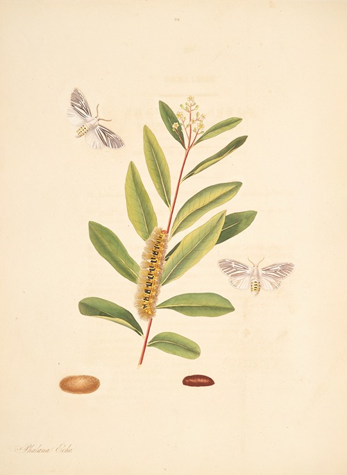 The natural history of the rarer lepidopterous insects of Georgia Pl.068