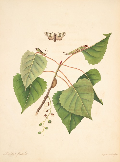 The natural history of the rarer lepidopterous insects of Georgia Pl.071